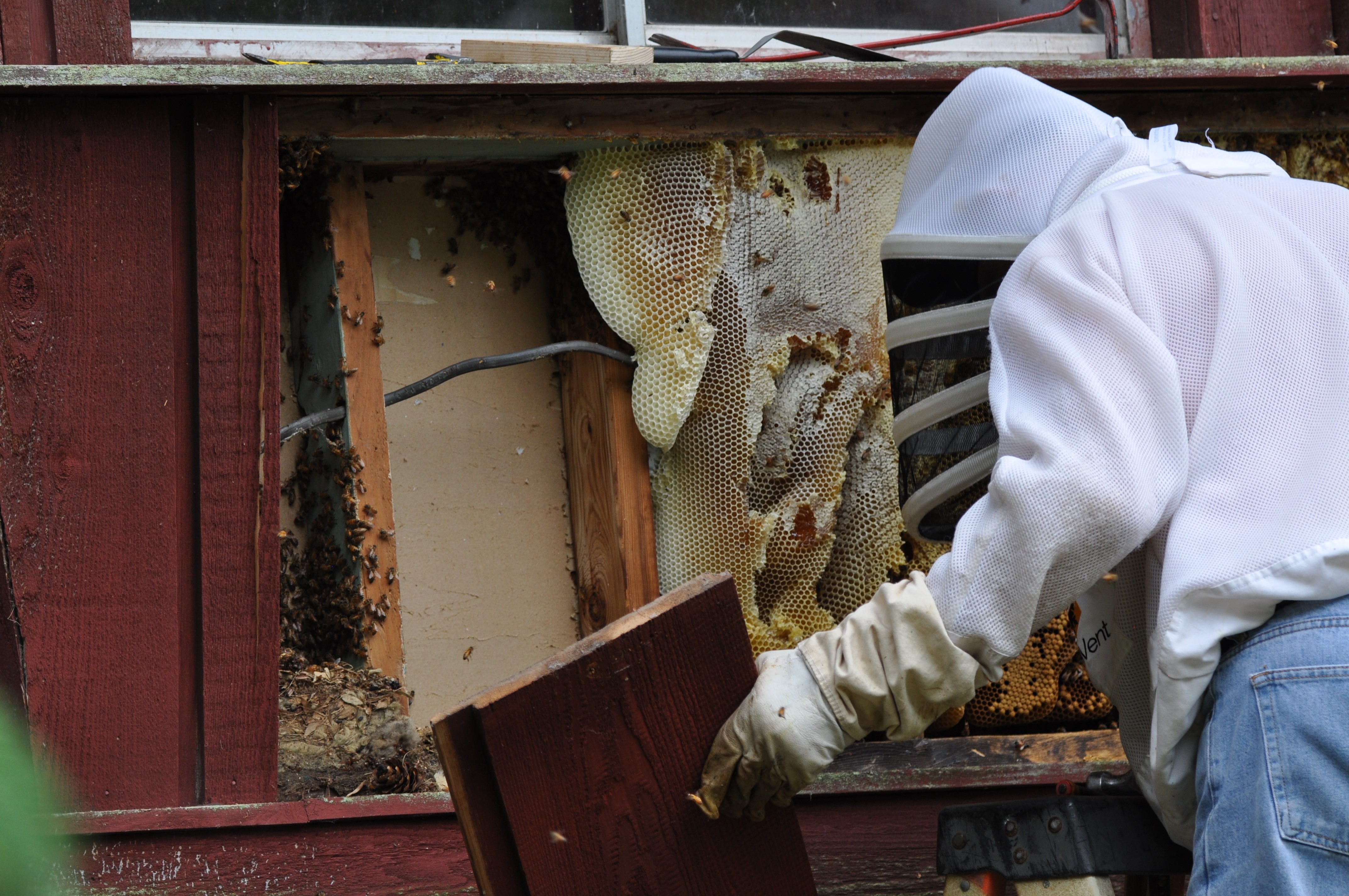 A beekeeper removing honey bees and comb exposed in a wall.
